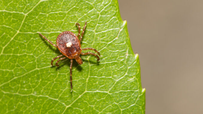 Bioengineered Tick Causing Meat Allergy!