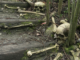 Are Cannibals Coming To The U.S.?